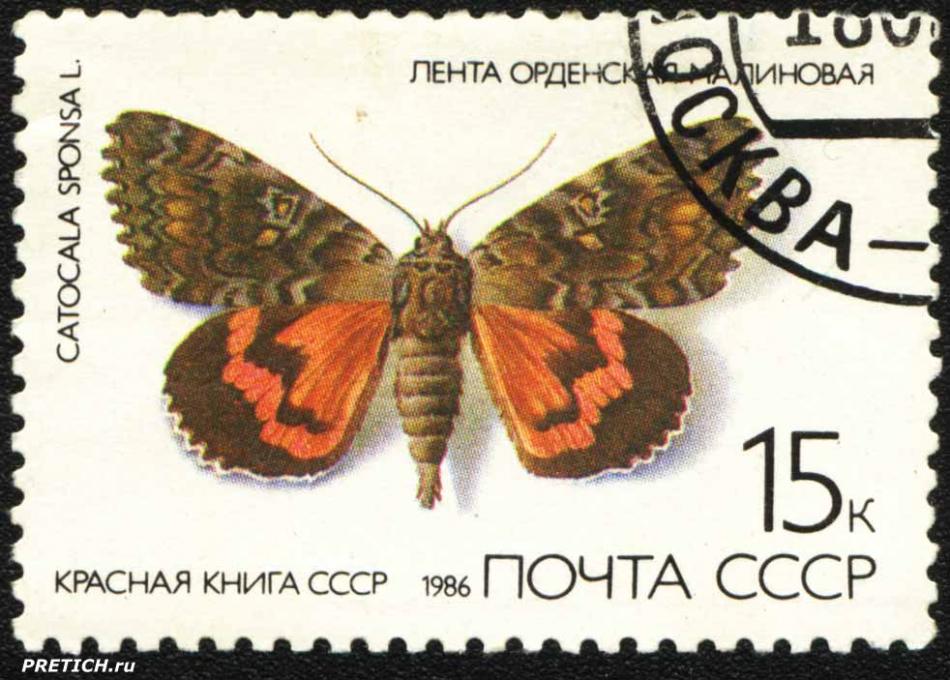 Лента орденская малиновая - Catocala sponsa L.