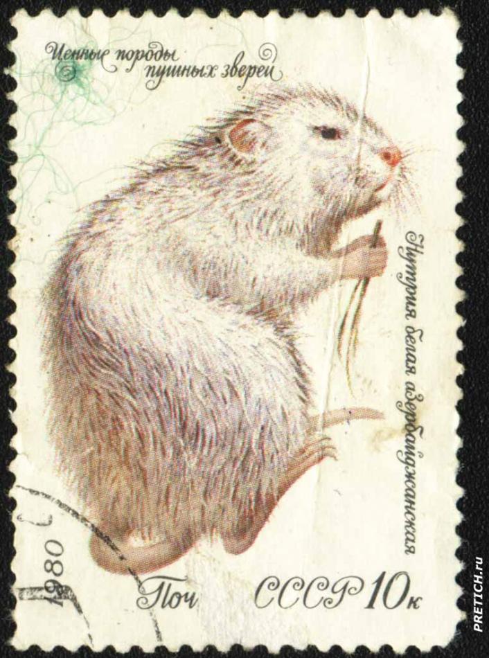 Нутрия белая азербайджанская