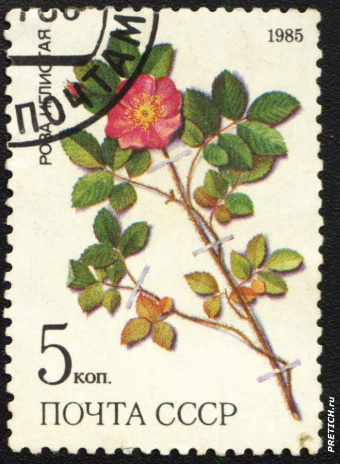 Роза иглистая. 1985