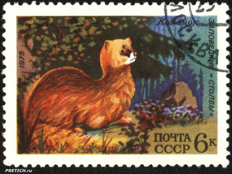 Колонок. Заповедник "Столбы". 1975