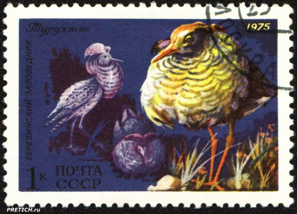 Турухтан. Березинский заповедник. 1975