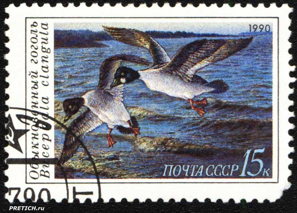 Обыкновенный гоголь - Bucephala clangila