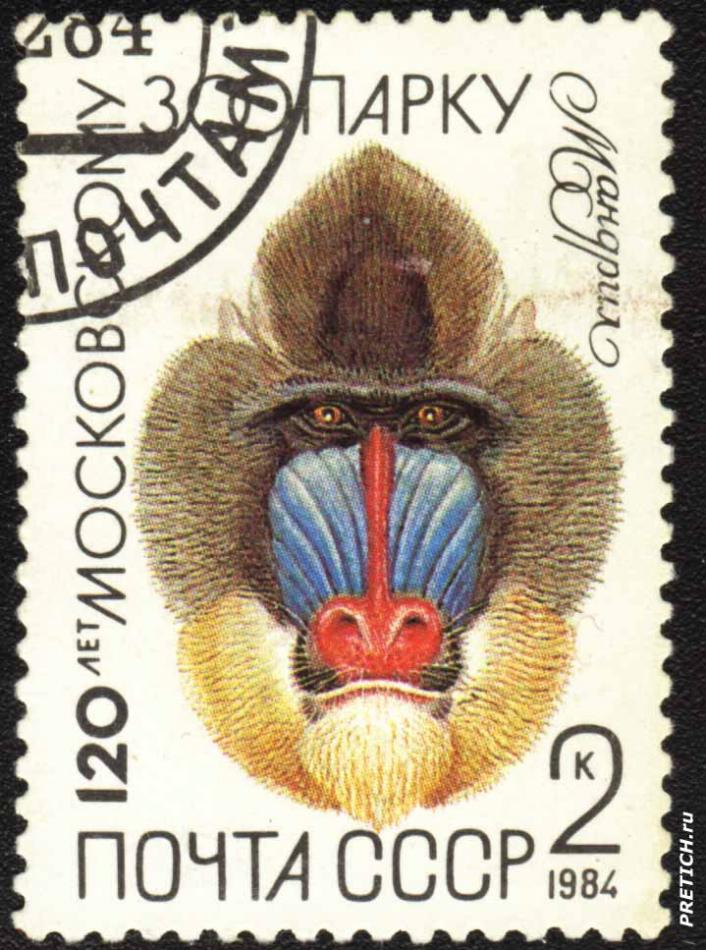 Мандрил. 120 лет Московскому зоопарку