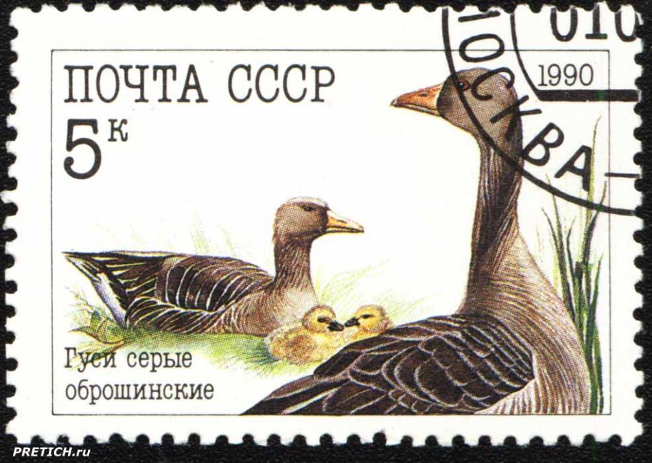 Гуси серые оброшинские