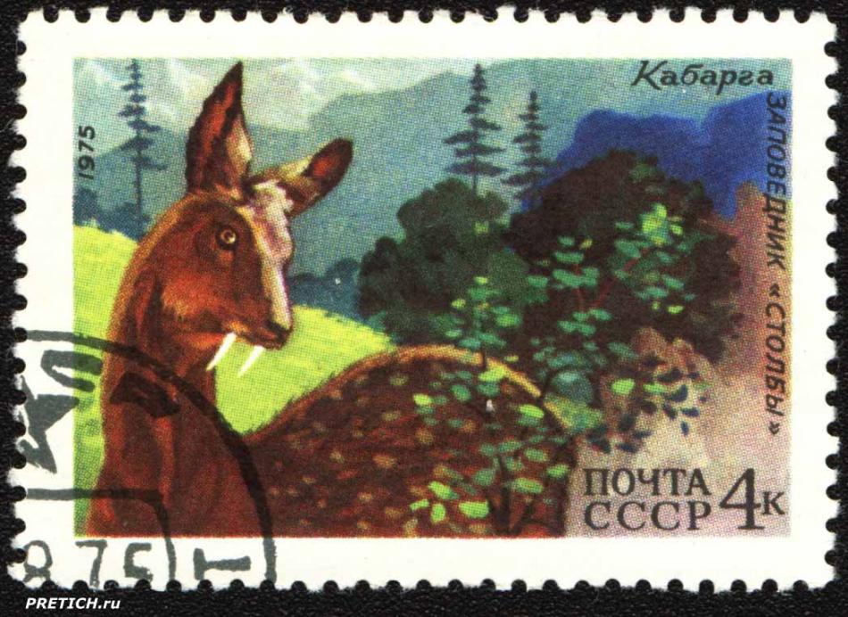 Кабарга. Заповедник "Столбы". 1975