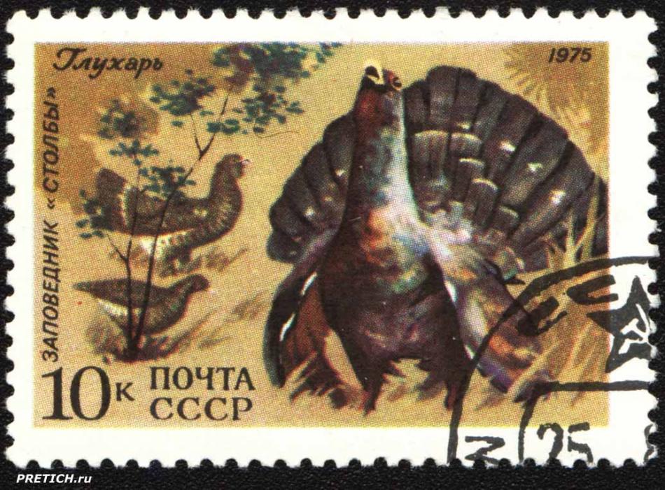 Глухарь. Заповедник "Столбы"