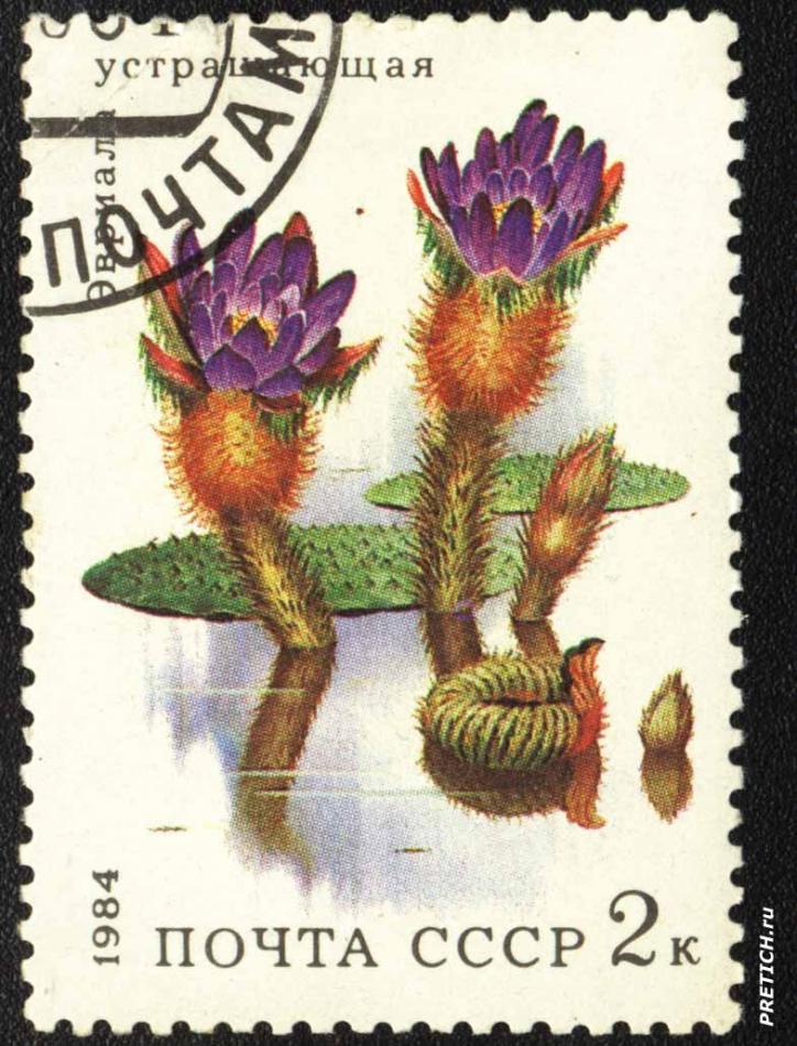 Эвриала устрашающая. 1984