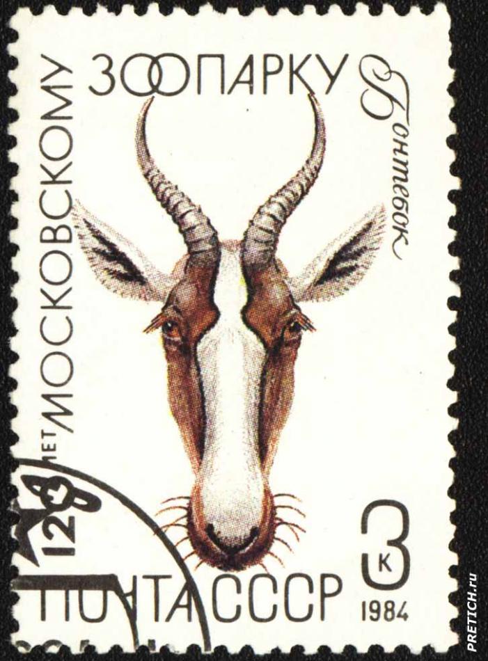 Бонтебок (Беломордый бубал). 120 лет