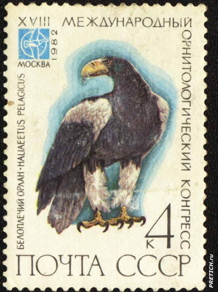 Белоплечий орлан - Haliaeetus Pelagicus