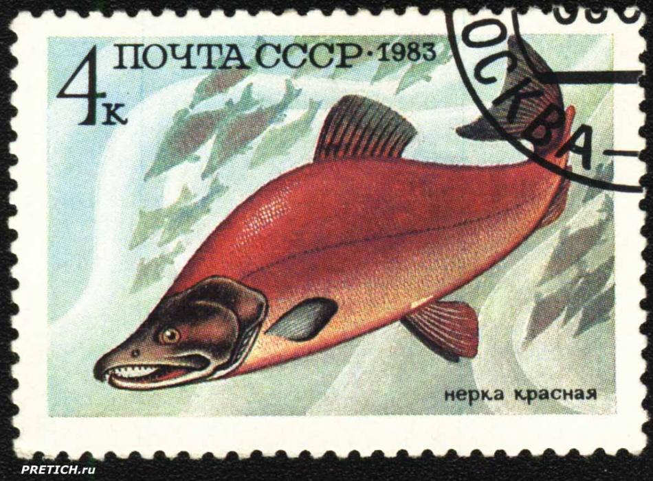 Нерка красная. 1983