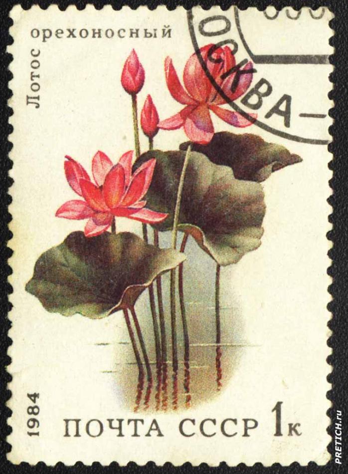 Лотос орехоносный. 1984