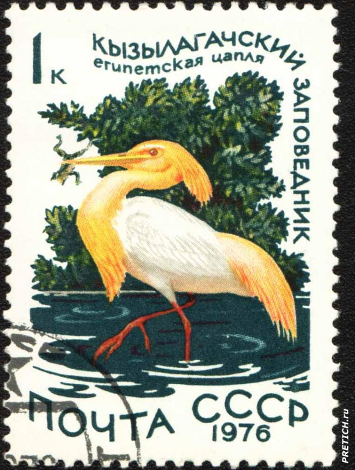 Египетская цапля. Кызылагачский заповедник