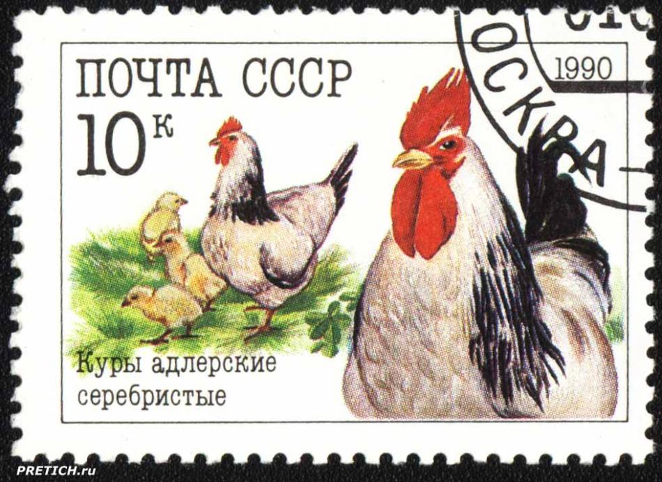 Куры адлерские серебристые. 1990