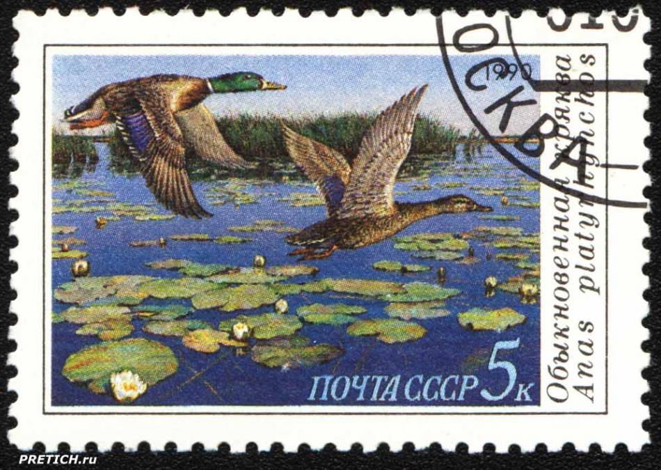 Обыкновенная кряква - Anas platyrhynchos