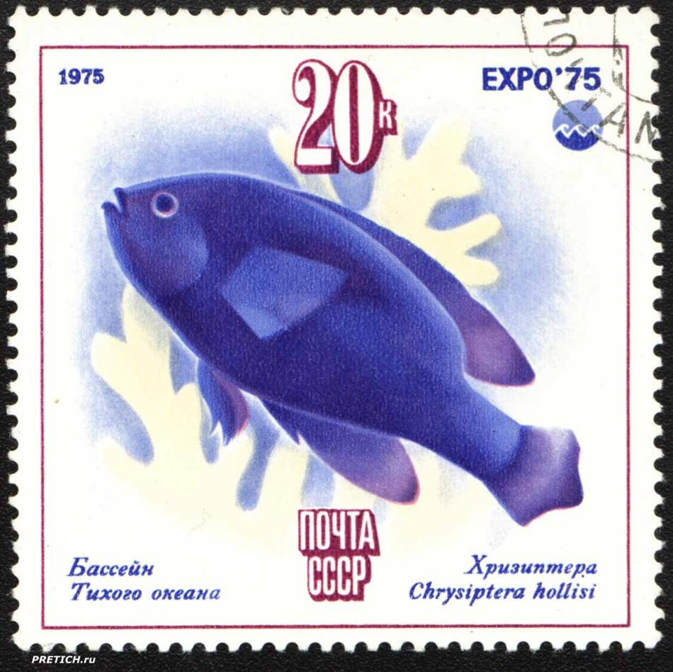 Хризиптера - Chrysiptera hollisi