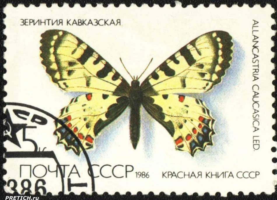 Зеринтия кавказская - Zerynthia caucasica LED