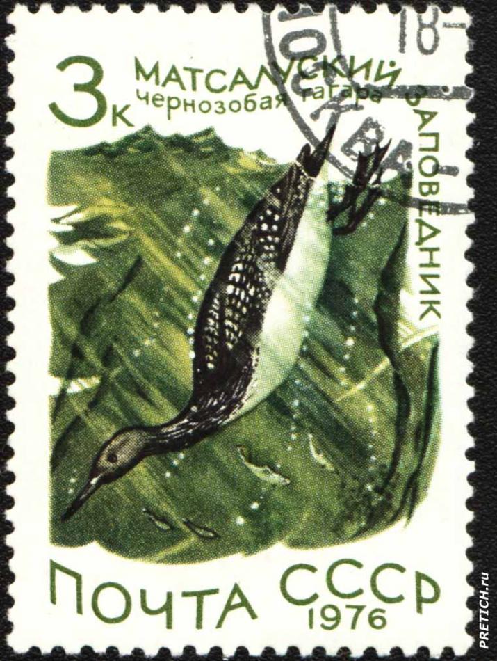 Чернозобая гагара. Матсалуский заповедник