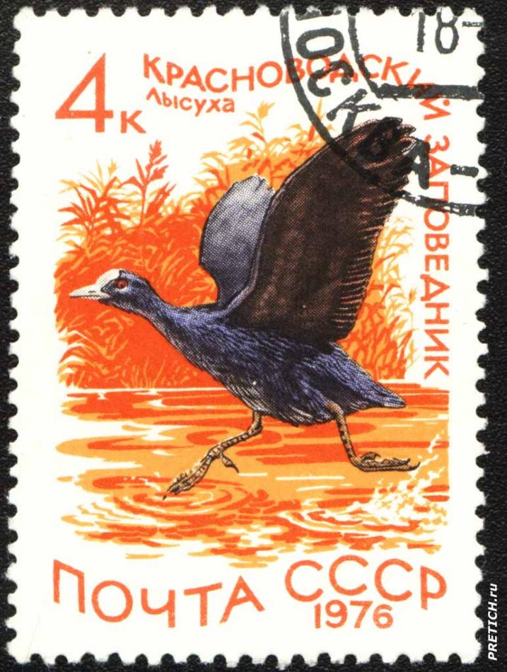 Лысуха. Красноводский заповедник