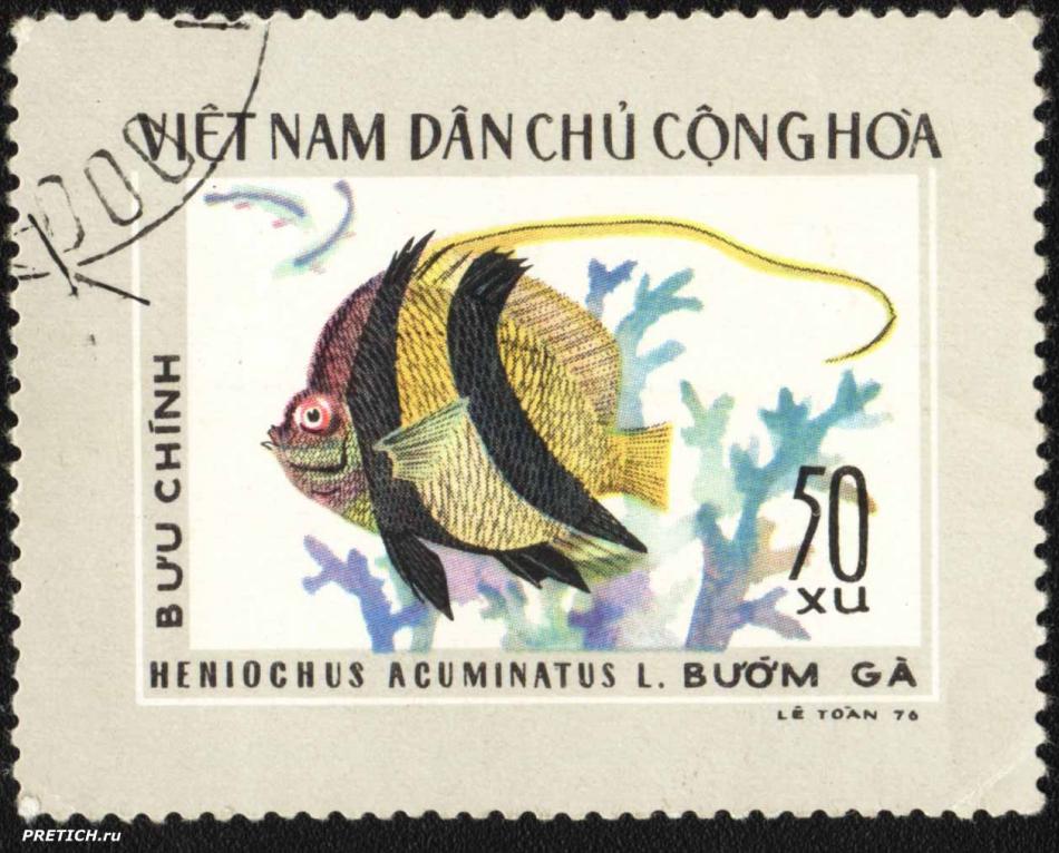 Heniochus acuminatus L.