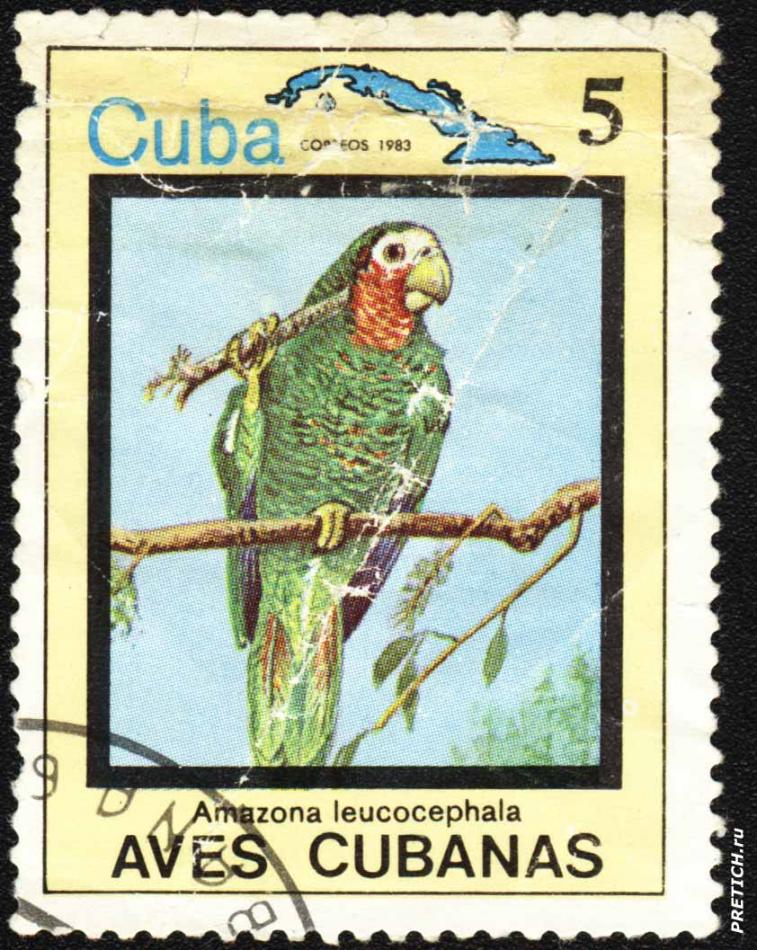 Amazona leucocephala