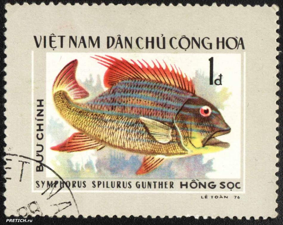 Symphorus Spilurus Gunther