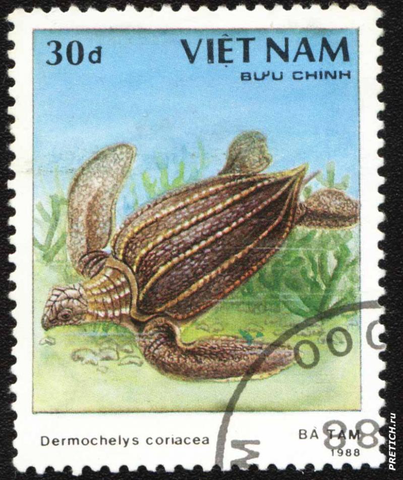 Dermochelys coriacea - BA TAM.