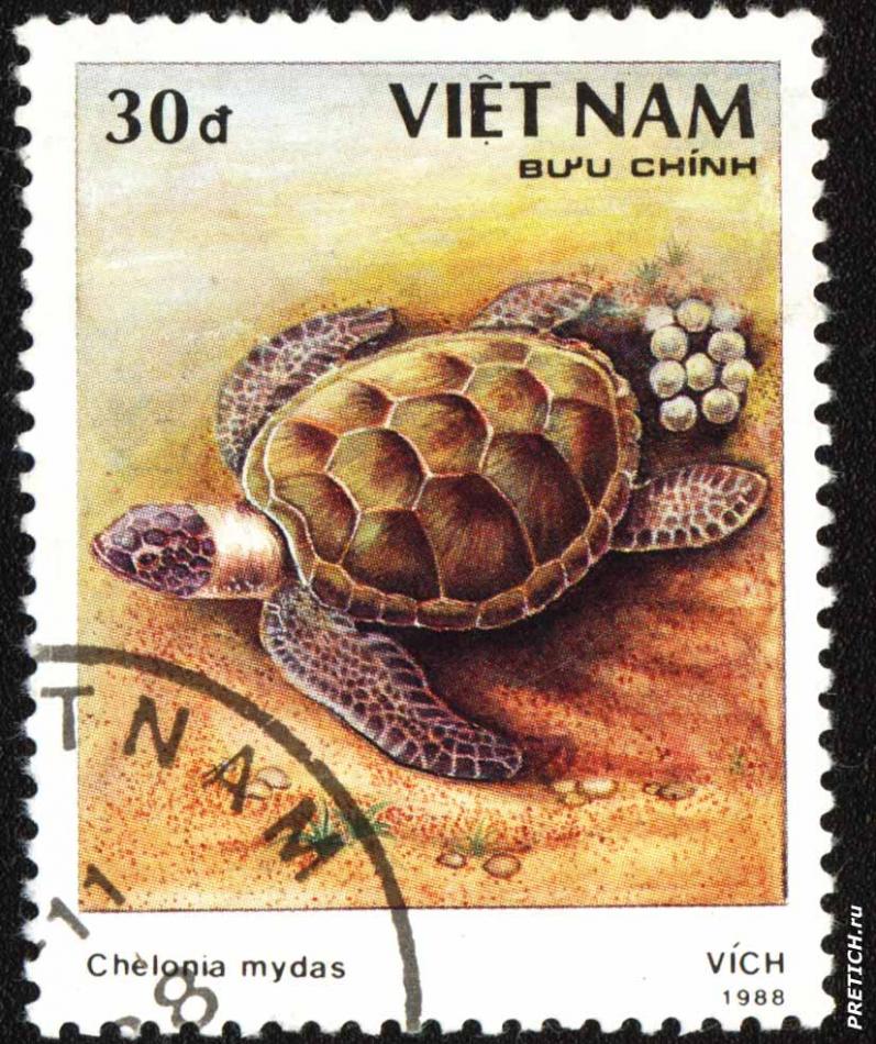 Chelonia mydas - VICH
