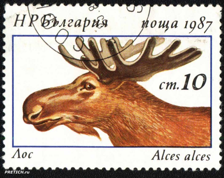 Лос - Alces alces. НР България поща
