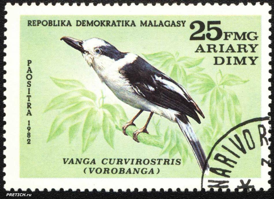 Vanga Curvirostris (vorobanga)