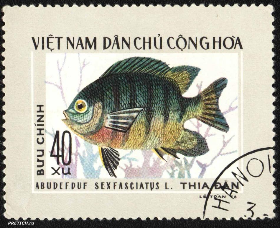 Abudefduf sexfasciatus L.