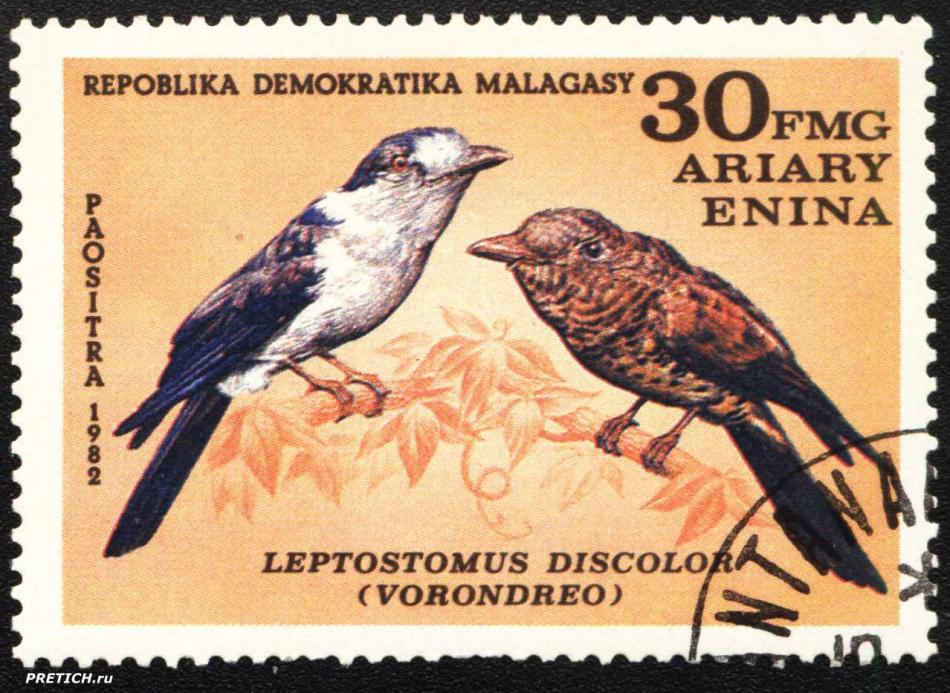 Leptostomus discolor (vorondreo)