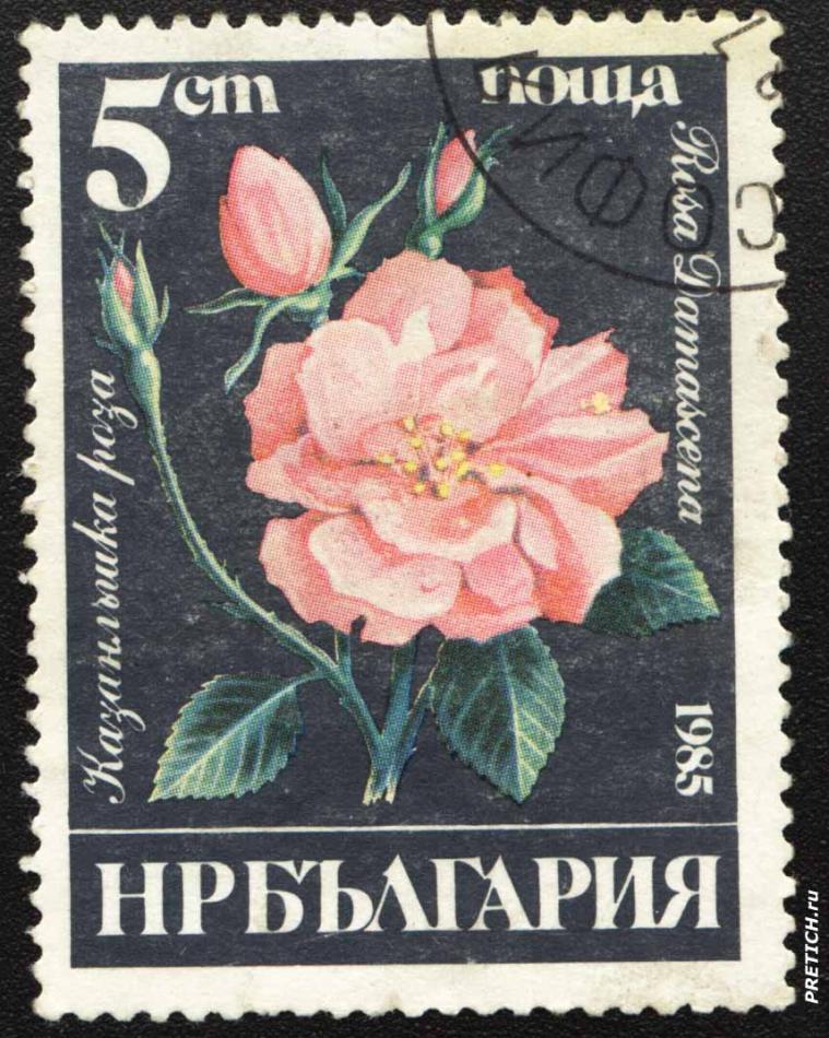 Казанлък роза - Rosa Damascena