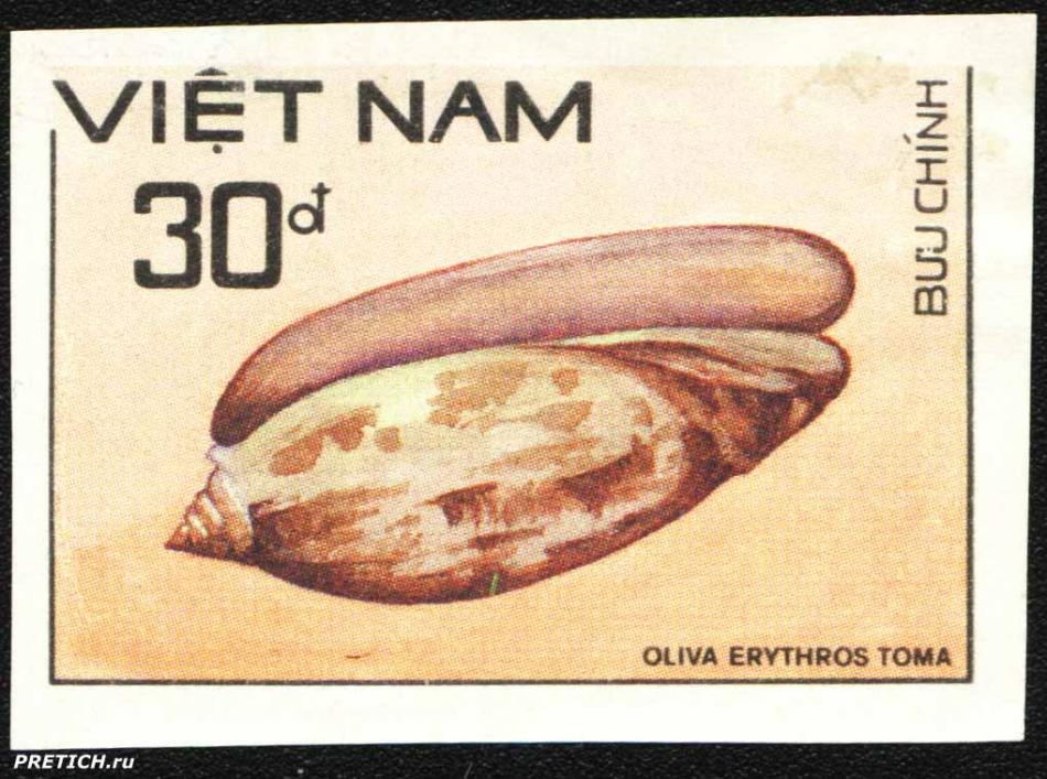 Oliva erythros Toma. Viet Nam