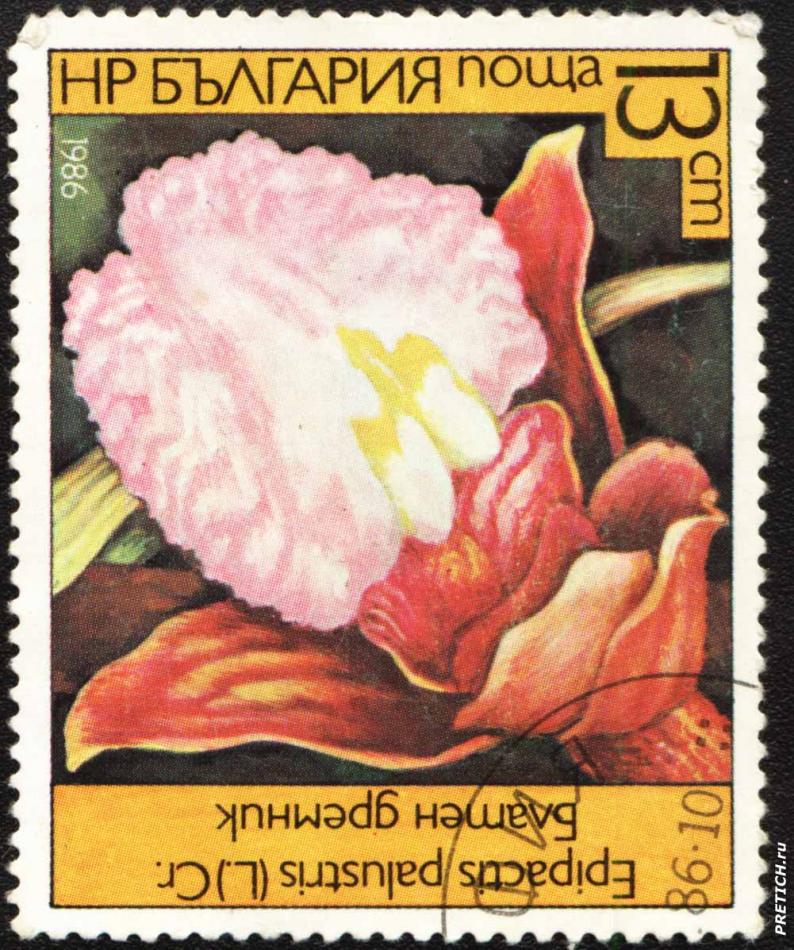 Блатен дремник - Epipactis palustris(L.)Cr