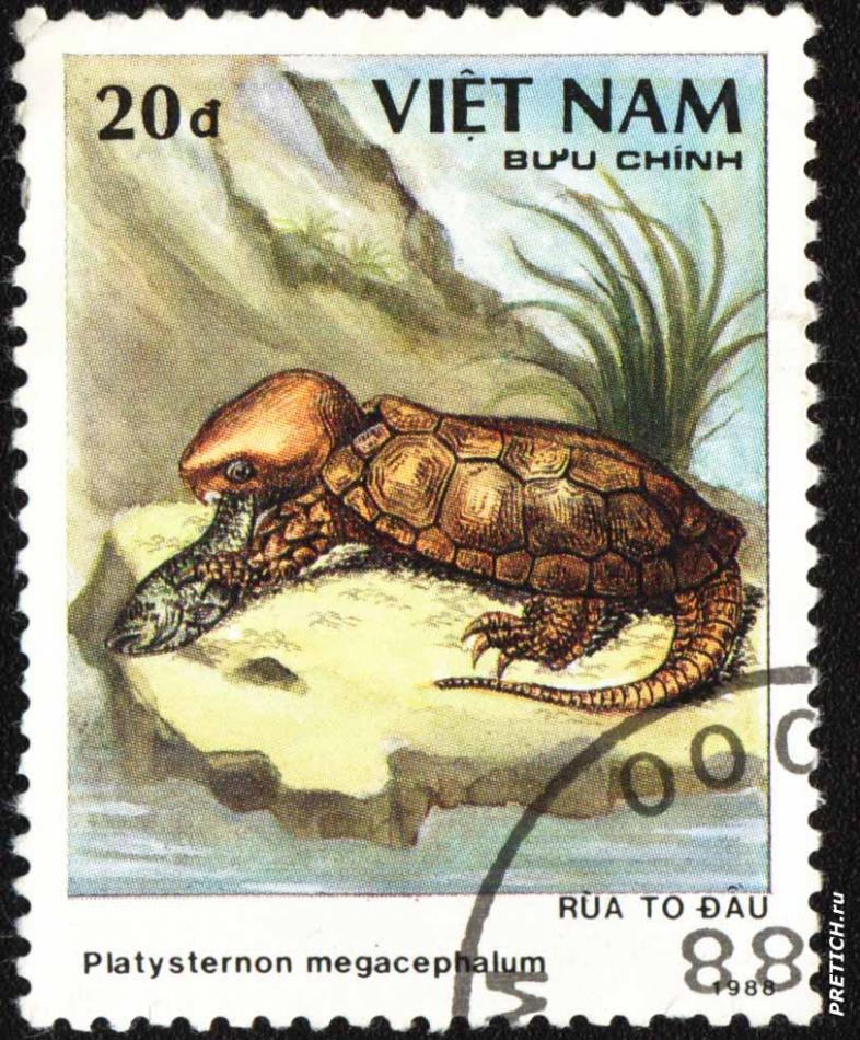 Platysternon megacephalum