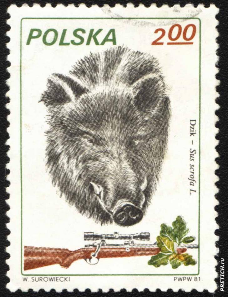 Dzik - Sus scrofa L. W. Surowiecki