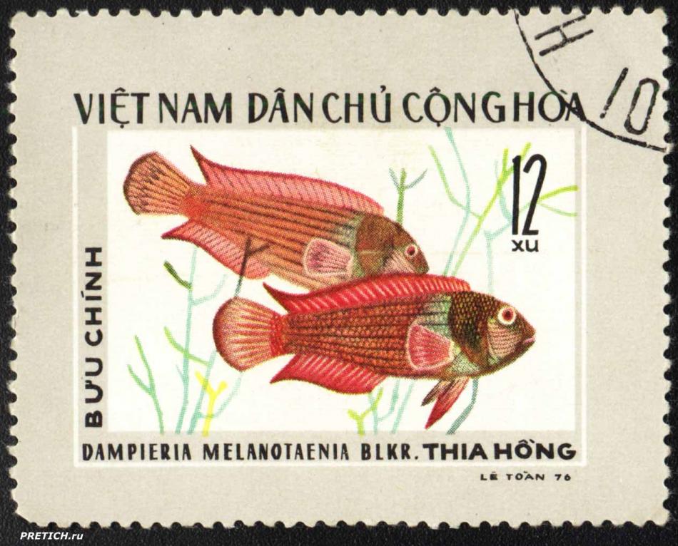 Dampieria Melanotaenia blkr