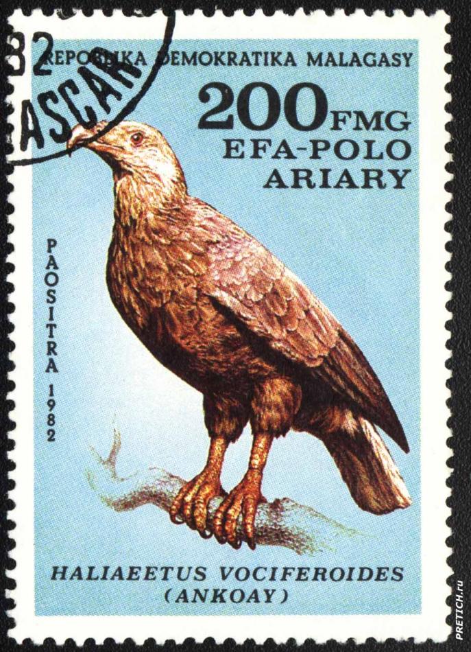 Haliaeetus vociferoides (ankoay)