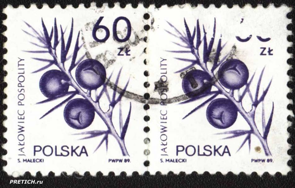 Jalowiec Pospolity. S. Malecki