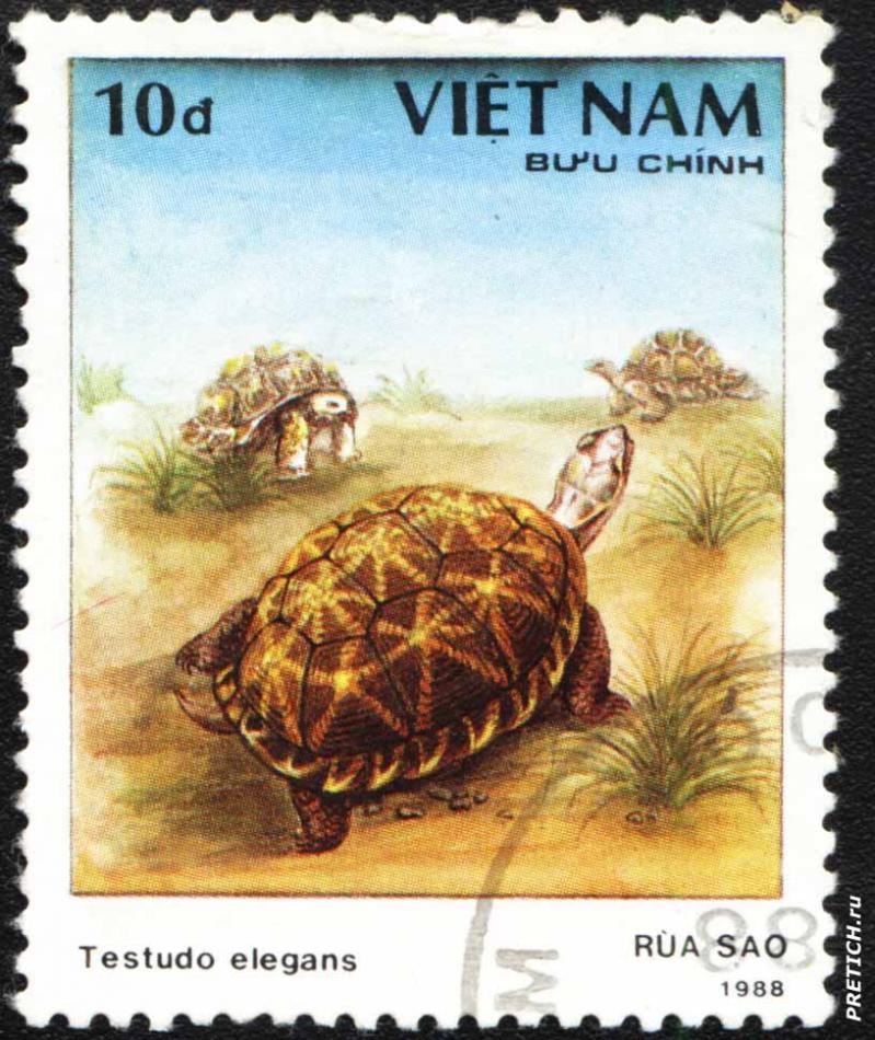 Testudo elegans - Rua Sao