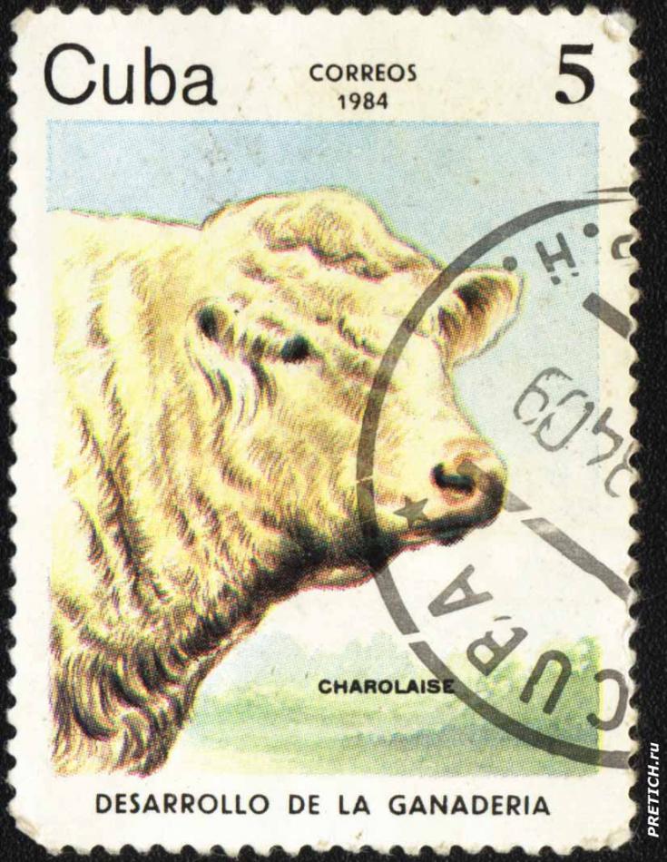 Charolaise - Desarrollo De La Ganaderia