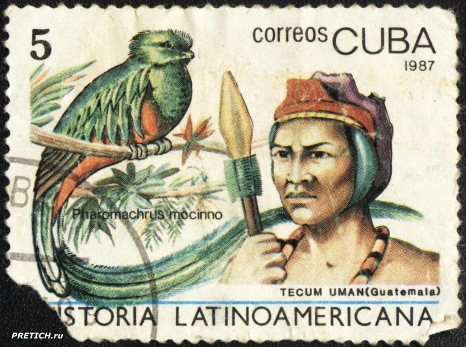 Pharomachtus mocinno