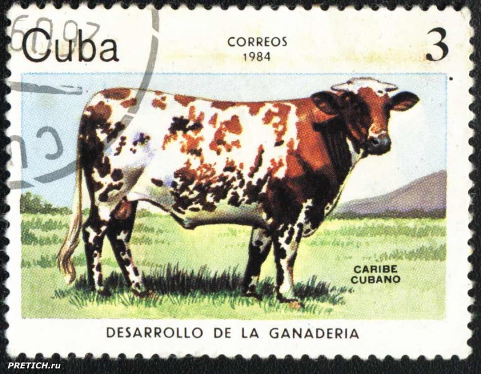 Desarrollo De La Ganaderia