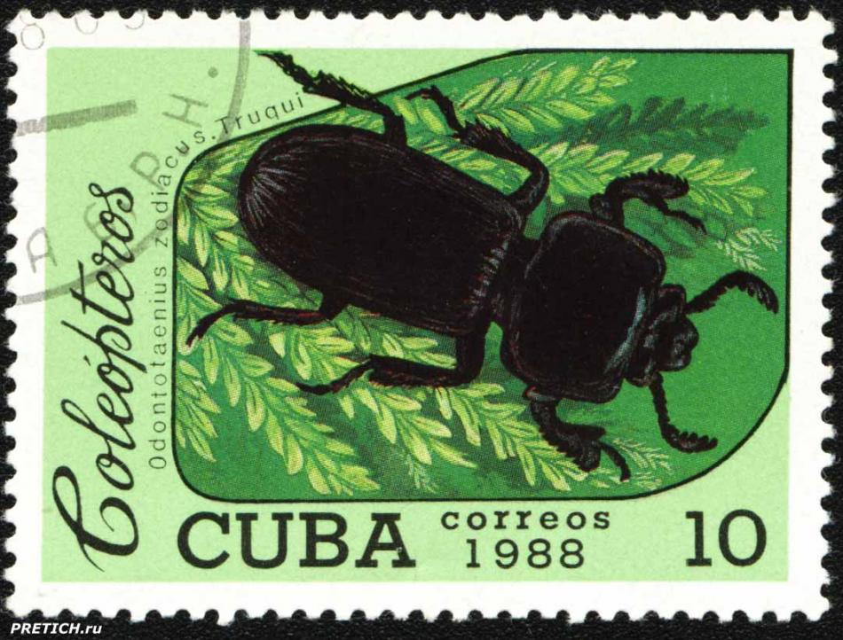 Odontotaenius zodiacus