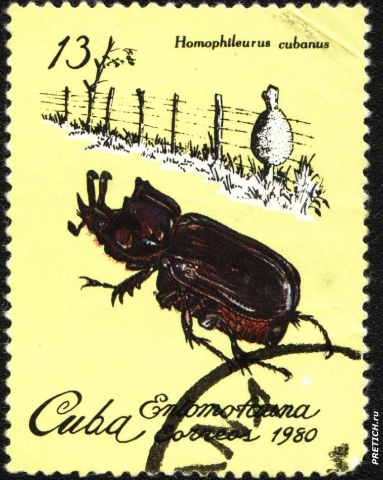 Homophileurus cubanus