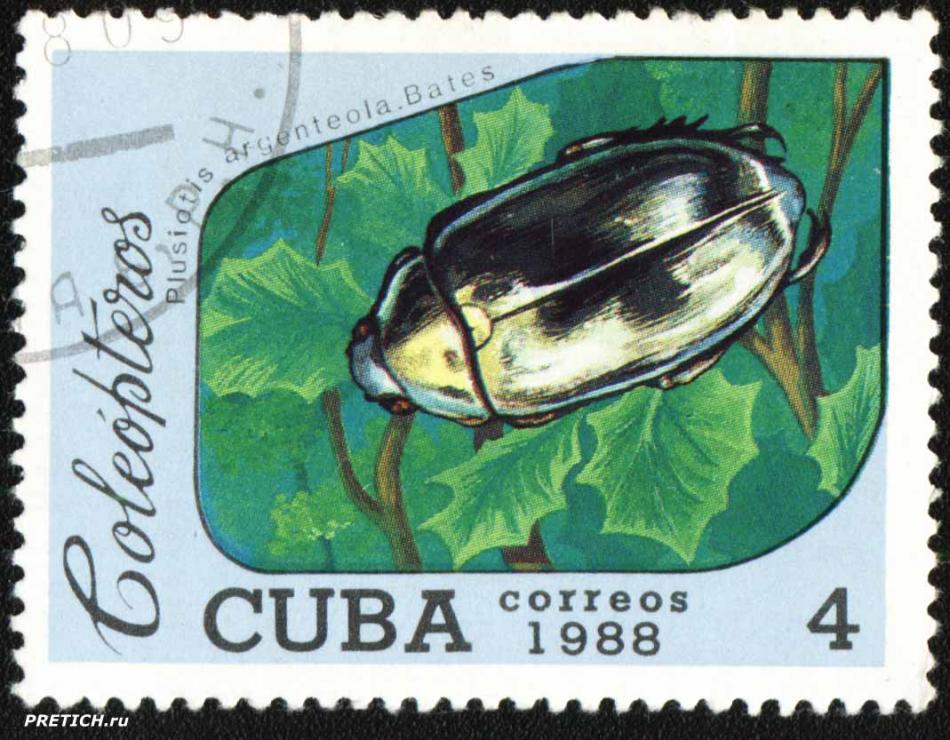 Plusiotis argenteola. Bates