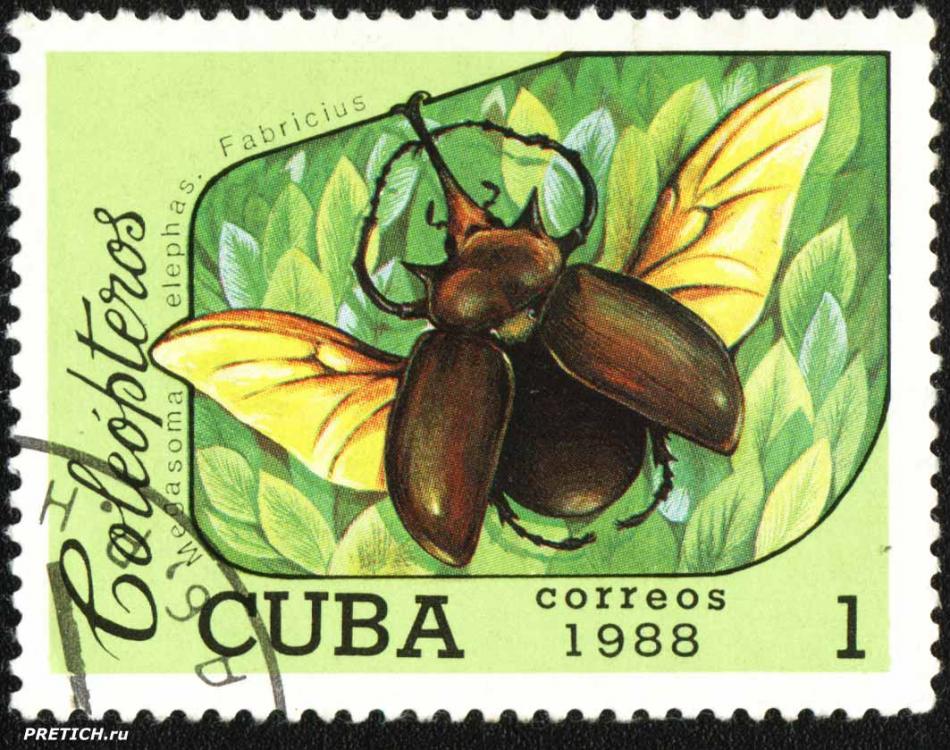 Megasoma elephas. Fabricius