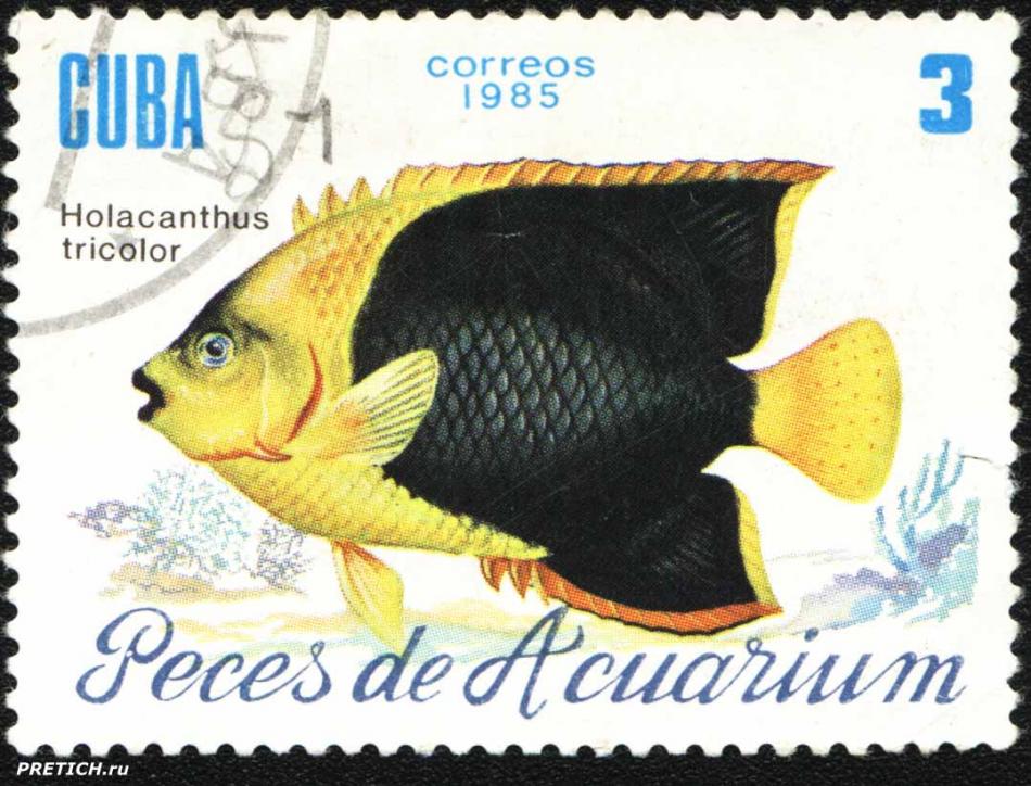 Holacanthus tricolor