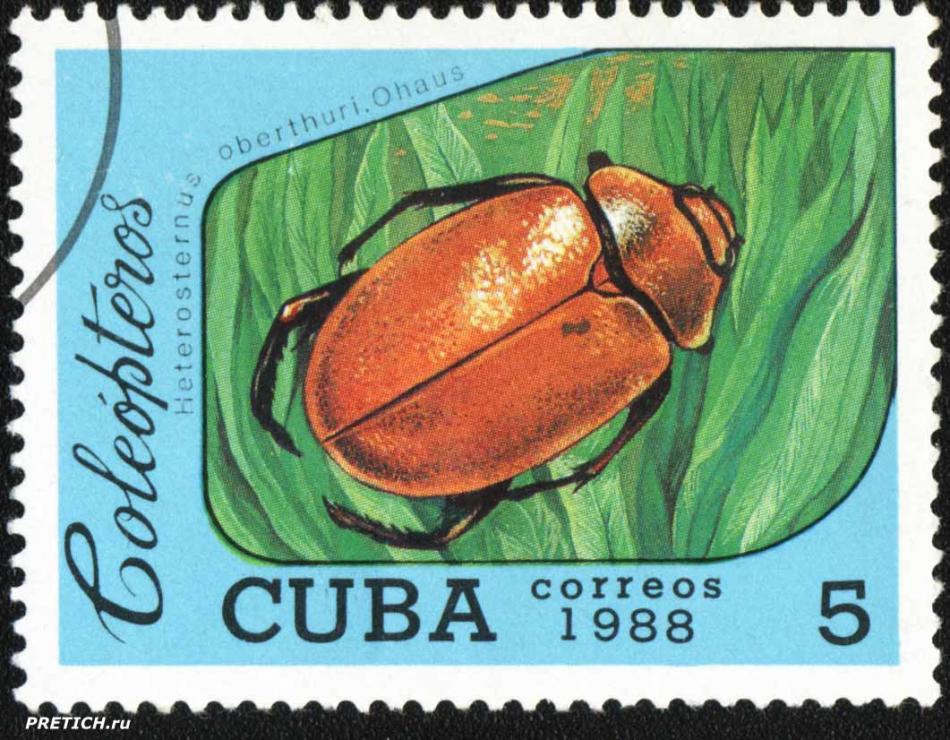 Heterosternus jberthuri. Ohaus