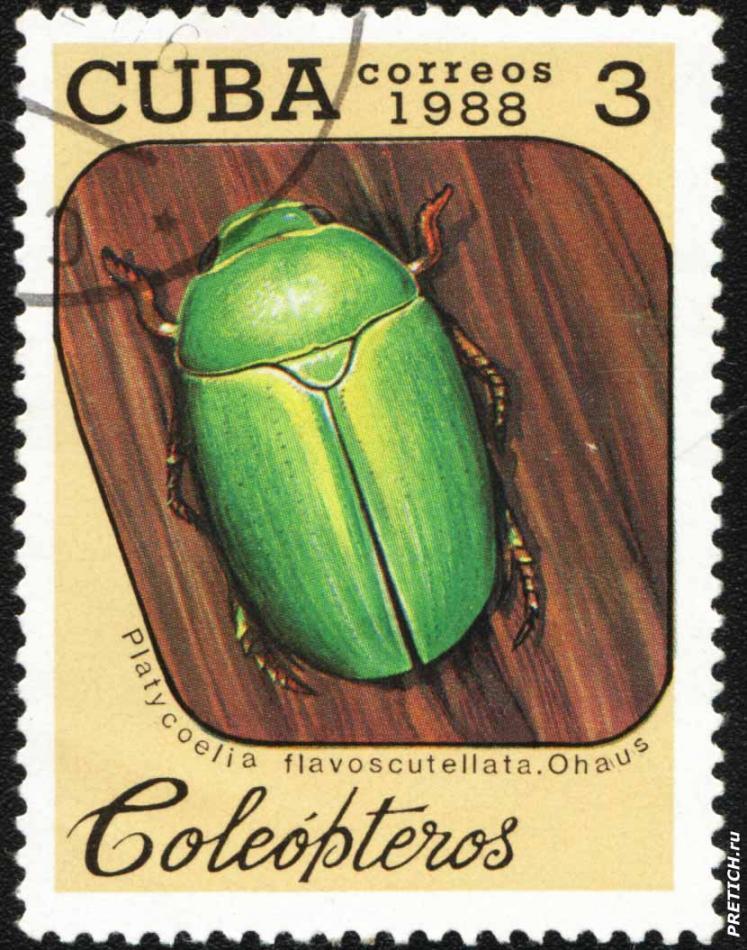 Platycoelia flavoscutellata